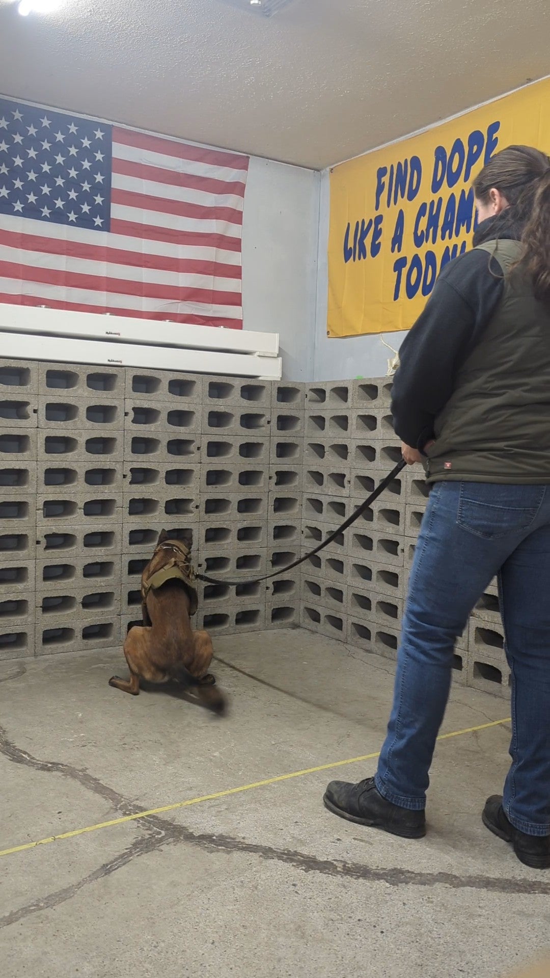 Finished Explosive Detection K9