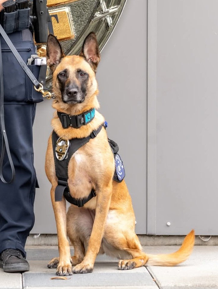 Finished Narcotics Detection K9