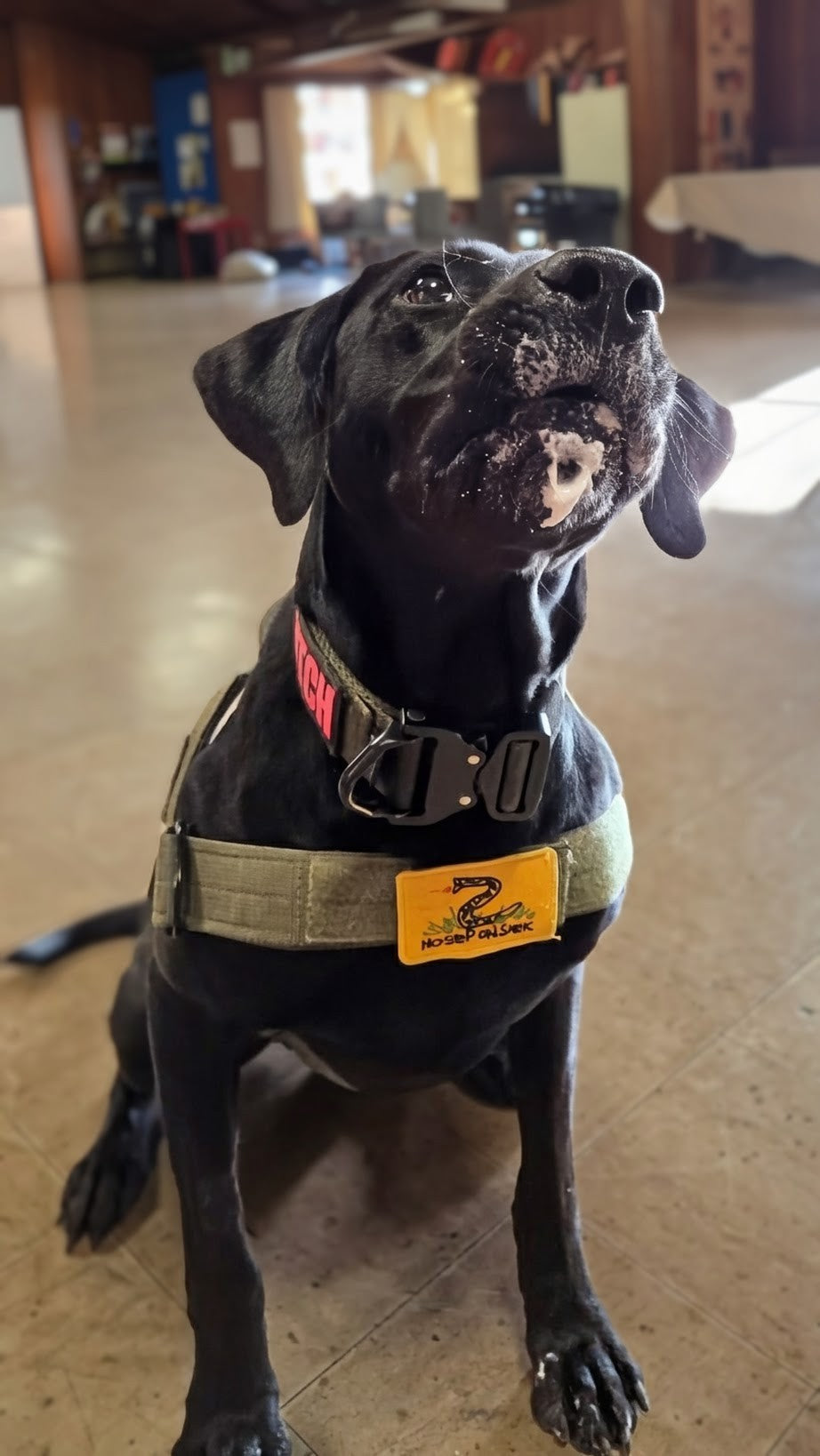 Detection Dog Training